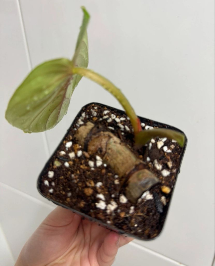 플로우마니 블랙페이스 (라운드폼)--5