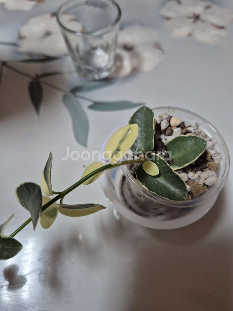 호야 쿤밍기아나 알보--0