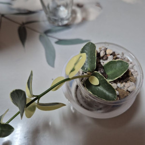 호야 쿤밍기아나 알보