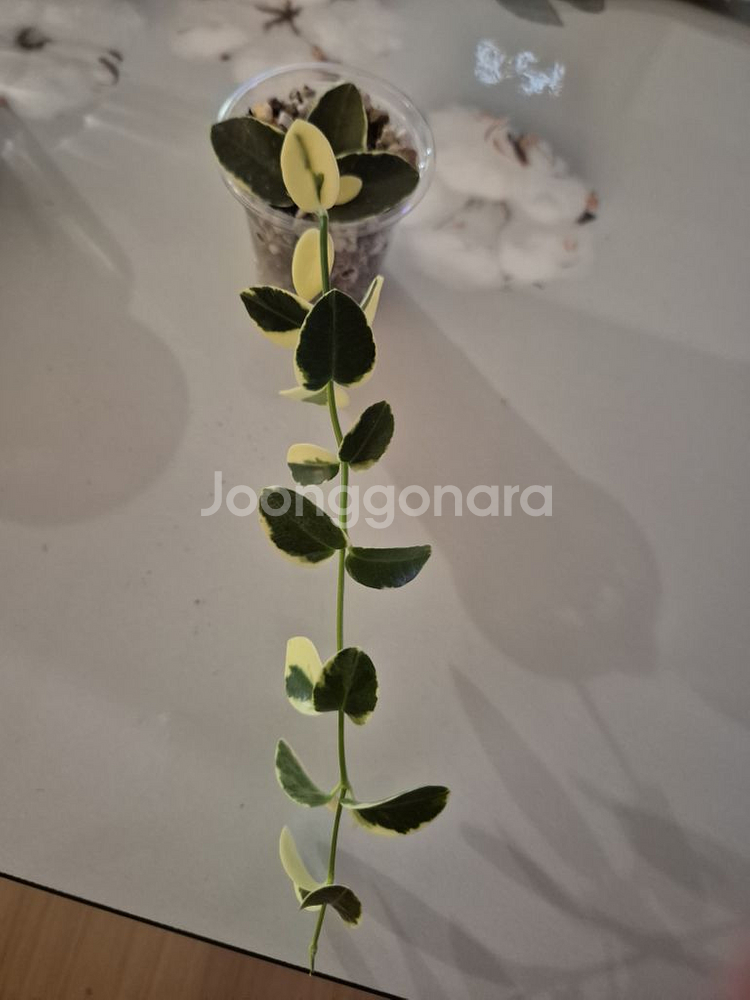 호야 쿤밍기아나 알보--1