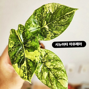 알로카시아 시누아타 아우레아 바리에가타