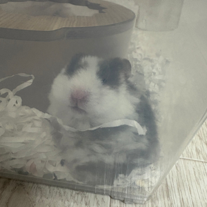버즈로 에어팟 구해요