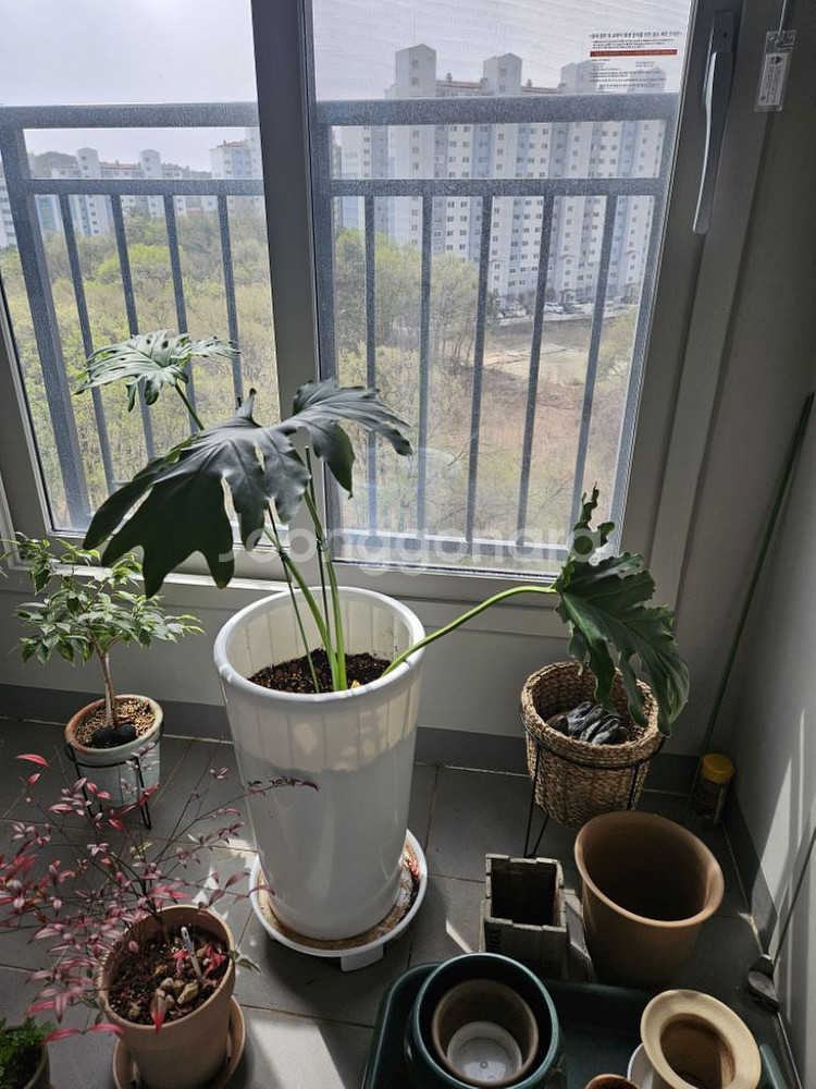 식물.화분.흙 판매--3