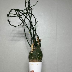 아데니아 슈도 글로보사 아프리카식물 코덱스