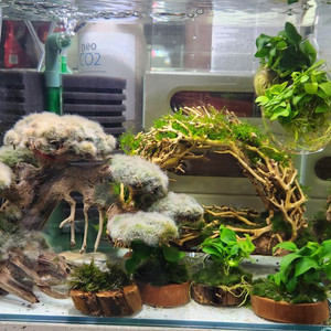 활착유목팝니다.