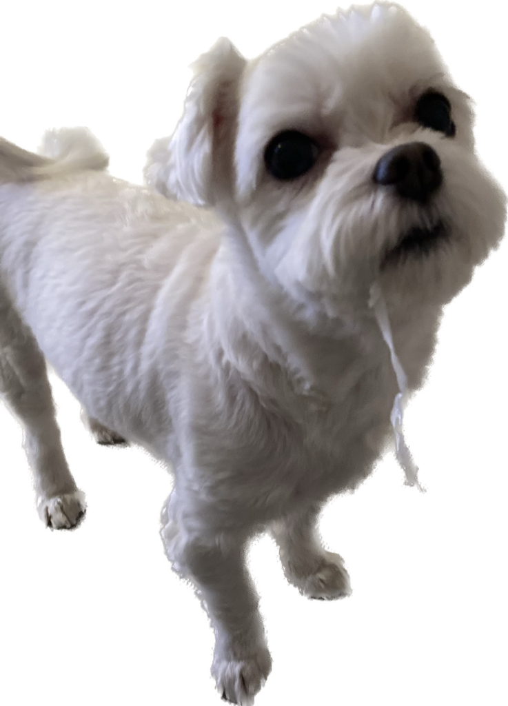 profile-image