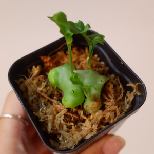 정말 귀여운 개미고사리 (Lecanopteris luz