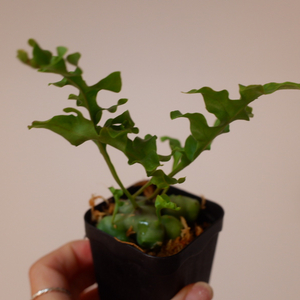 정말 귀여운 개미고사리 (Lecanopteris luz