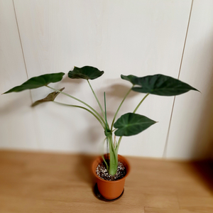 알로카시아 레갈쉴즈