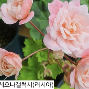 레오나갤럭시제라늄
