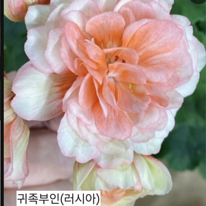 귀족부인제라늄