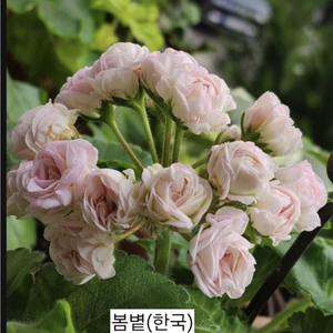 봄볕제라늄
