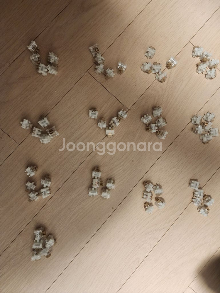 하이무 바다살구--0