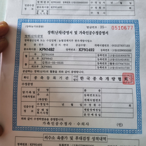 kpn1492양도