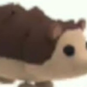 입양 거래해용!!!