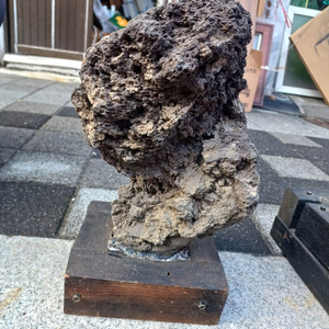 제주도 화석 25. 43