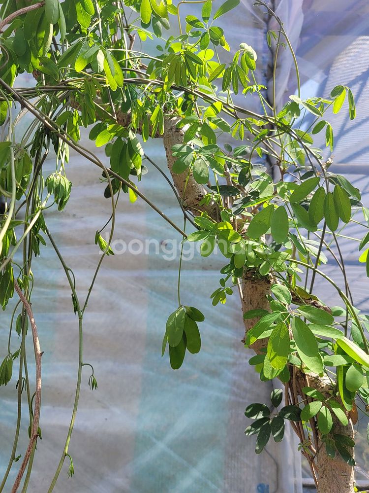 으름나무덩굴 화분 정원수 분재 인테리어식물--0