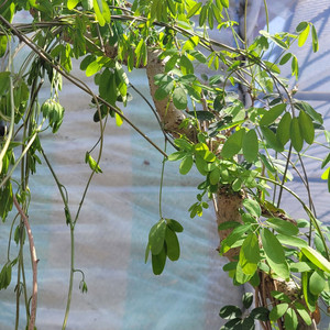 으름나무덩굴 화분 정원수 분재 인테리어식물