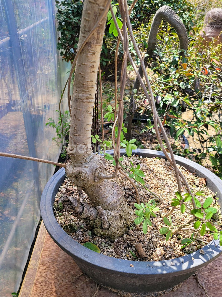 으름나무덩굴 화분 정원수 분재 인테리어식물--2