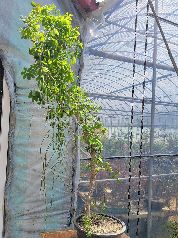 으름나무덩굴 화분 정원수 분재 인테리어식물--1