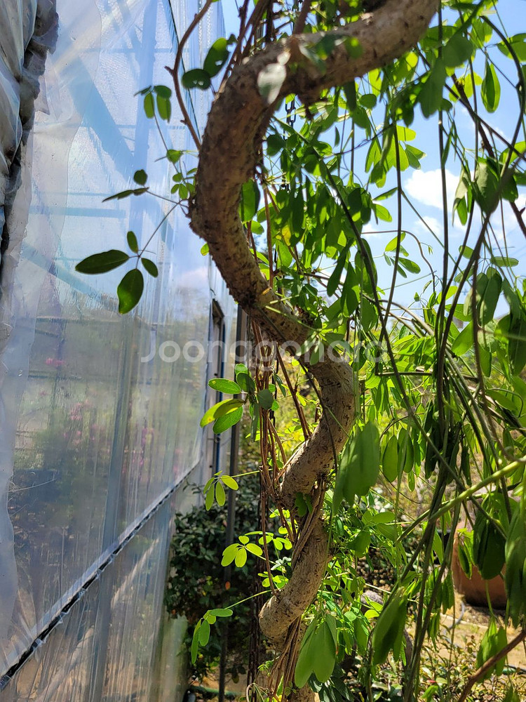 으름나무덩굴 화분 정원수 분재 인테리어식물--3