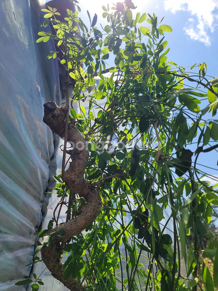 으름나무덩굴 화분 정원수 분재 인테리어식물--4