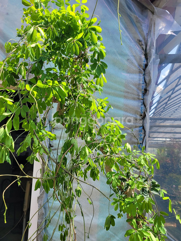 으름나무덩굴 화분 정원수 분재 인테리어식물--5