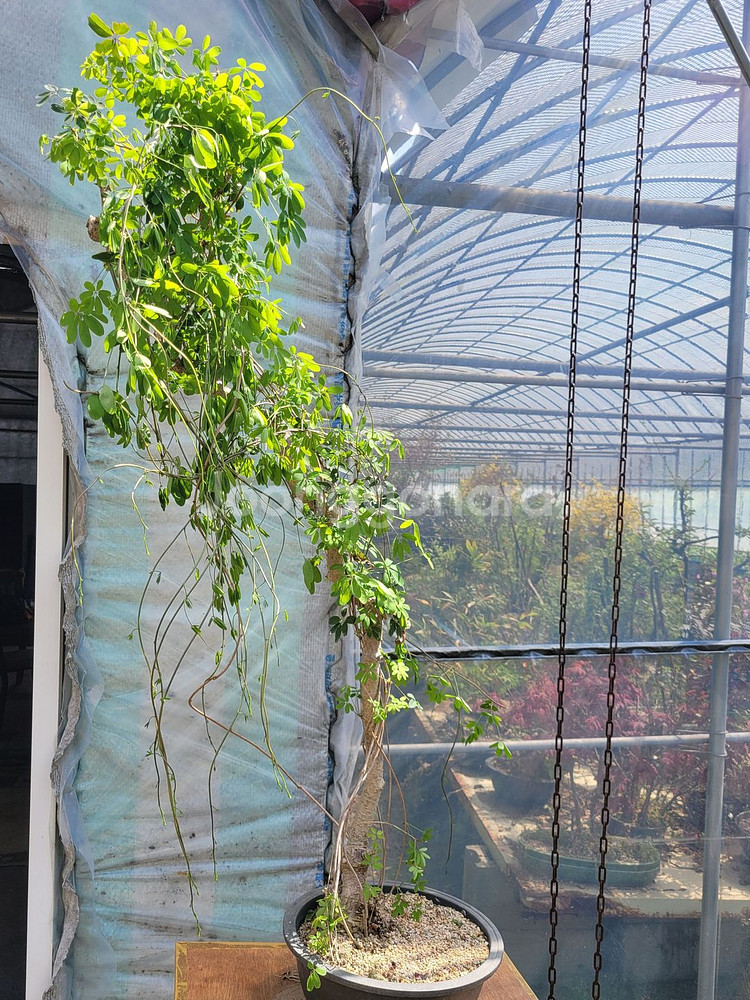 으름나무덩굴 화분 정원수 분재 인테리어식물--6