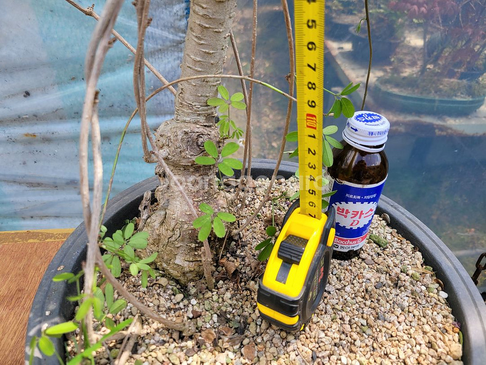 으름나무덩굴 화분 정원수 분재 인테리어식물--8