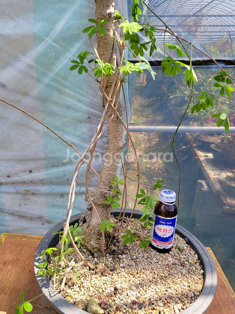 으름나무덩굴 화분 정원수 분재 인테리어식물--7