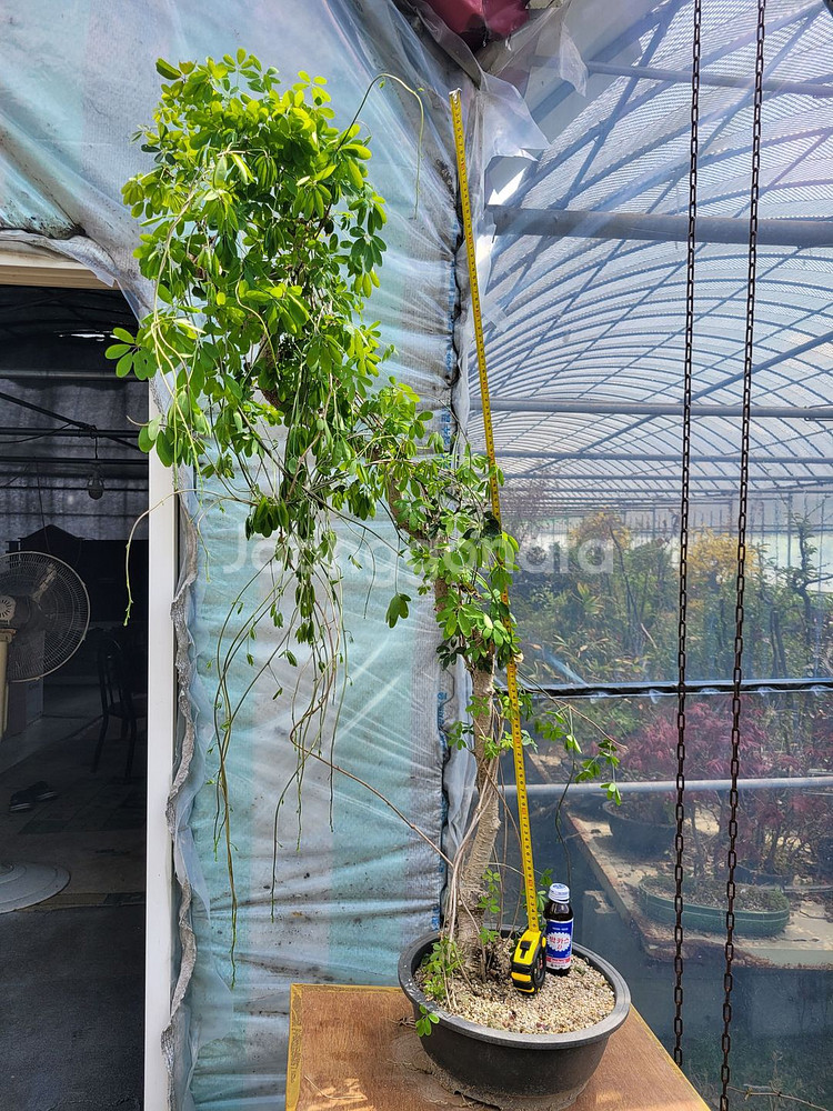 으름나무덩굴 화분 정원수 분재 인테리어식물--9