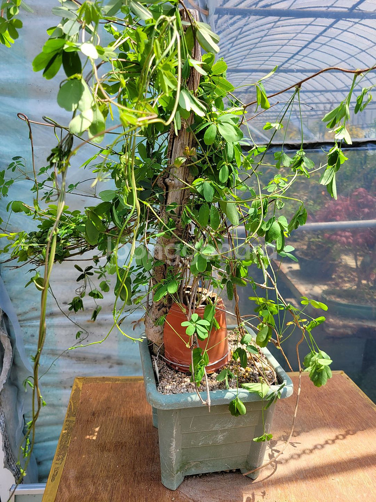 대형식물 으름나무덩굴 정원수 분재 대형화분--0