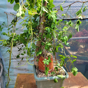 대형식물 으름나무덩굴 정원수 분재 대형화분