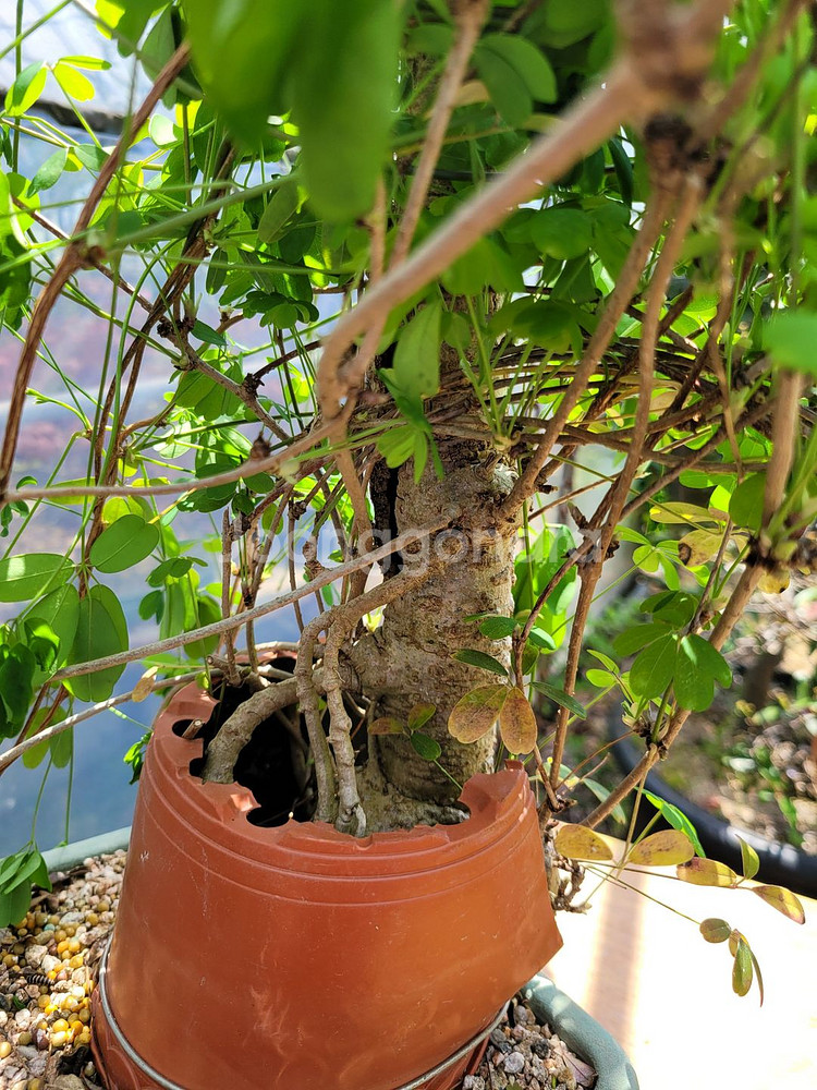 대형식물 으름나무덩굴 정원수 분재 대형화분--1