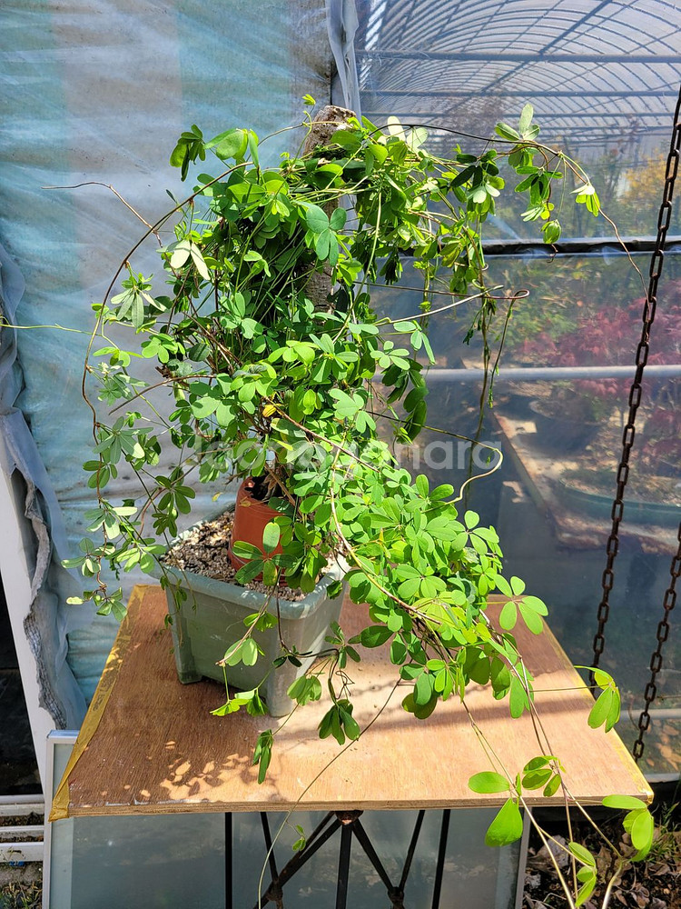 대형식물 으름나무덩굴 정원수 분재 대형화분--2