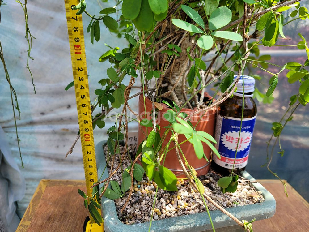 대형식물 으름나무덩굴 정원수 분재 대형화분--8