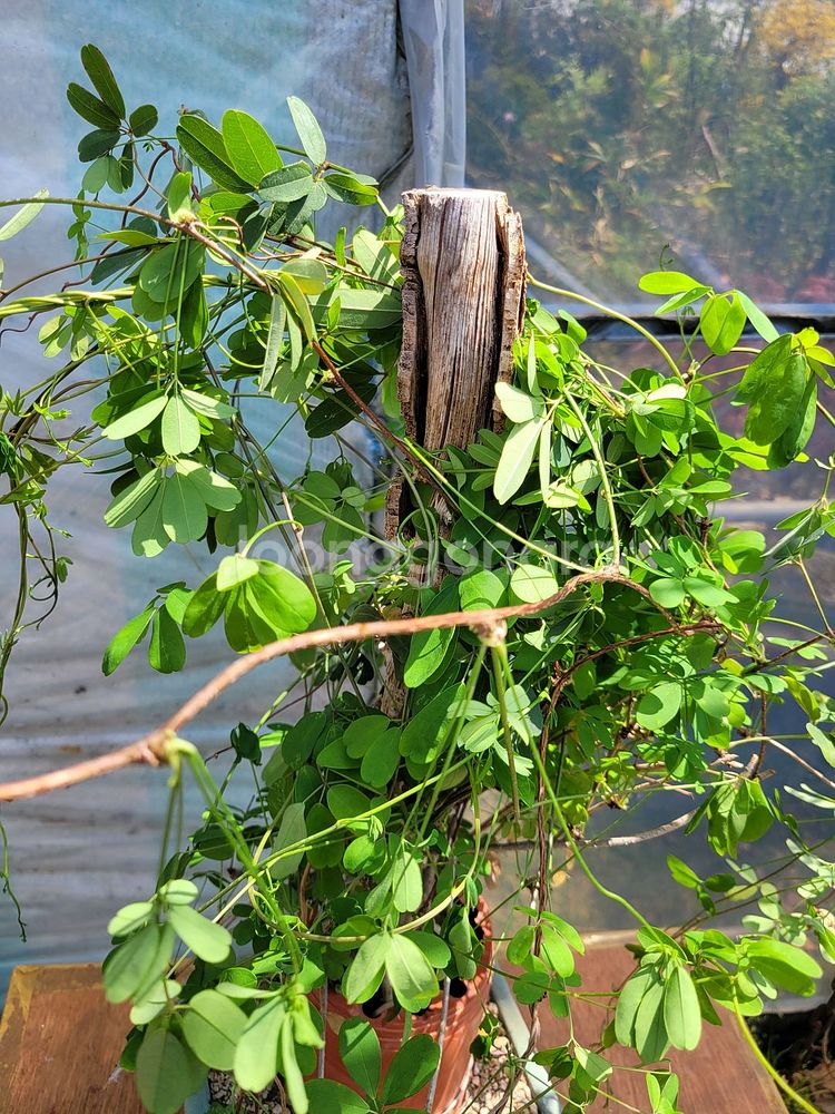 대형식물 으름나무덩굴 정원수 분재 대형화분--6