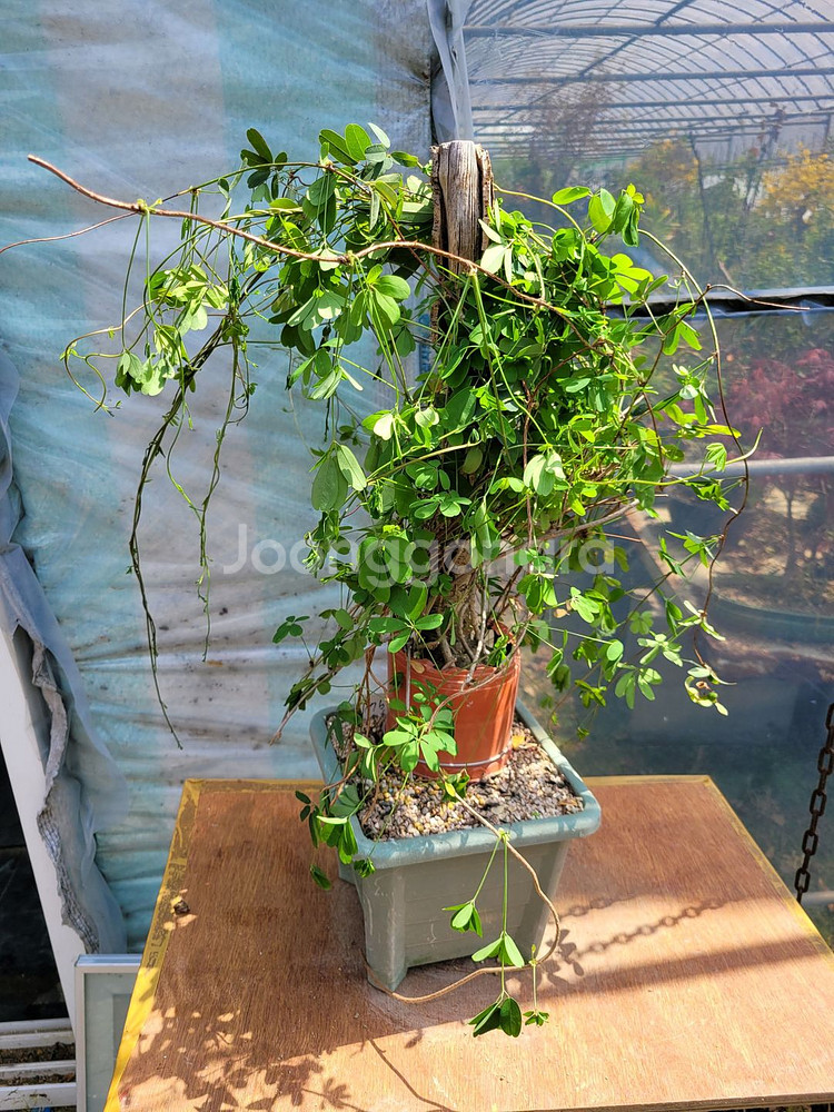 대형식물 으름나무덩굴 정원수 분재 대형화분--7