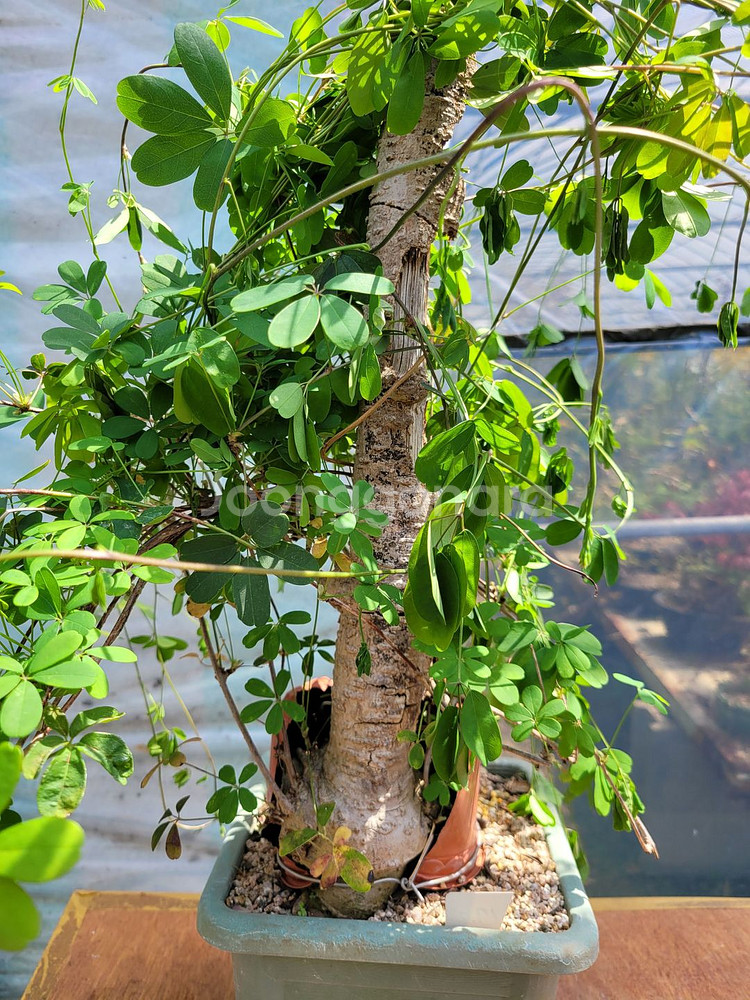 대형식물 으름나무덩굴 정원수 분재 대형화분--4