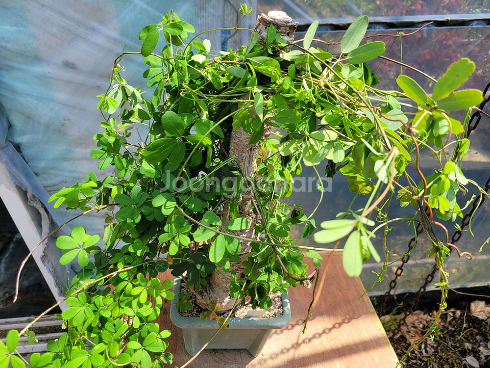 대형식물 으름나무덩굴 정원수 분재 대형화분--3