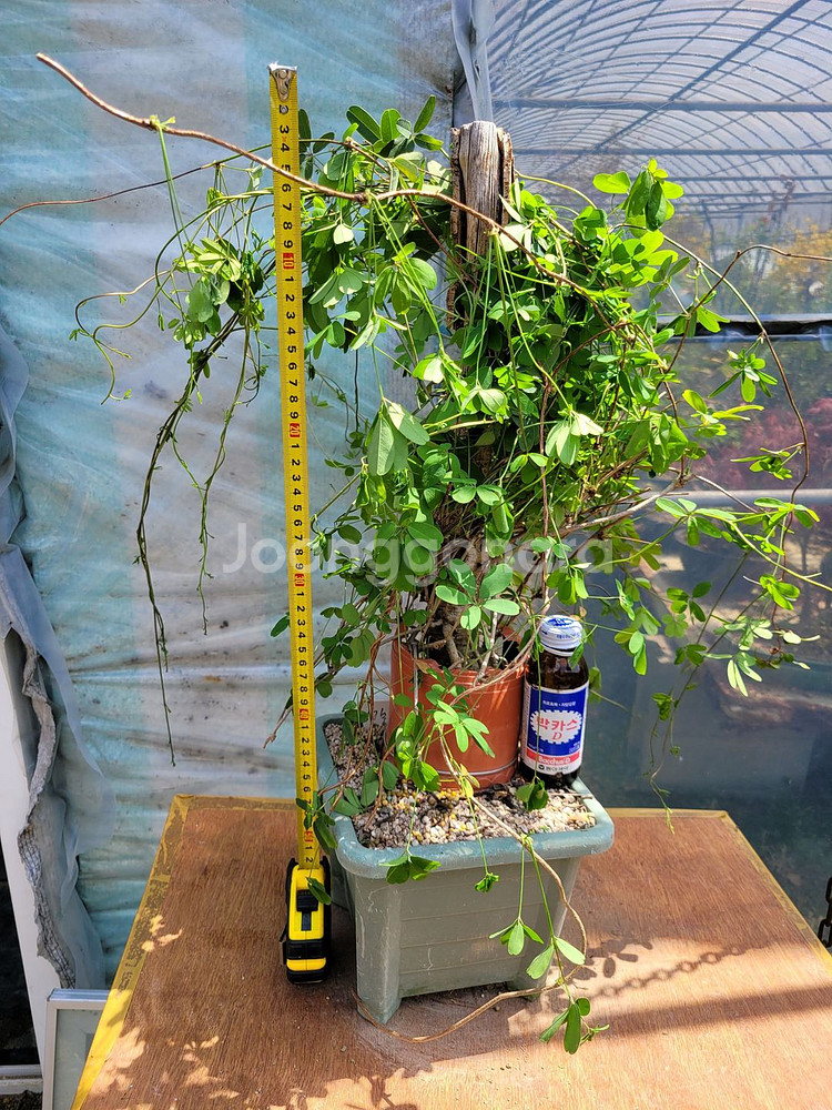 대형식물 으름나무덩굴 정원수 분재 대형화분--9