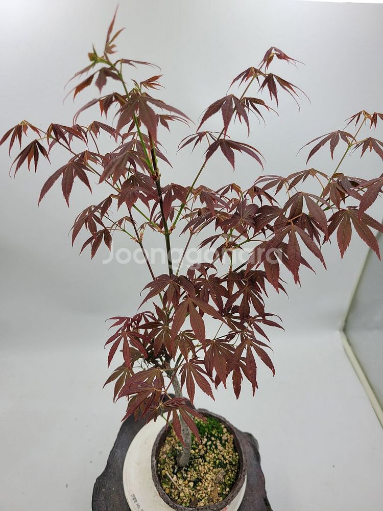 단풍나무 화분포함 정원수 인테리어식물 카페화분 분재--1