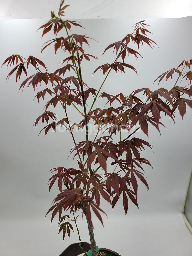 단풍나무 화분포함 정원수 인테리어식물 카페화분 분재--0