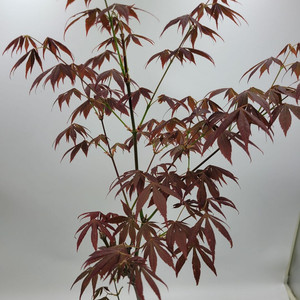 단풍나무 화분포함 정원수 인테리어식물 카페화분 분재