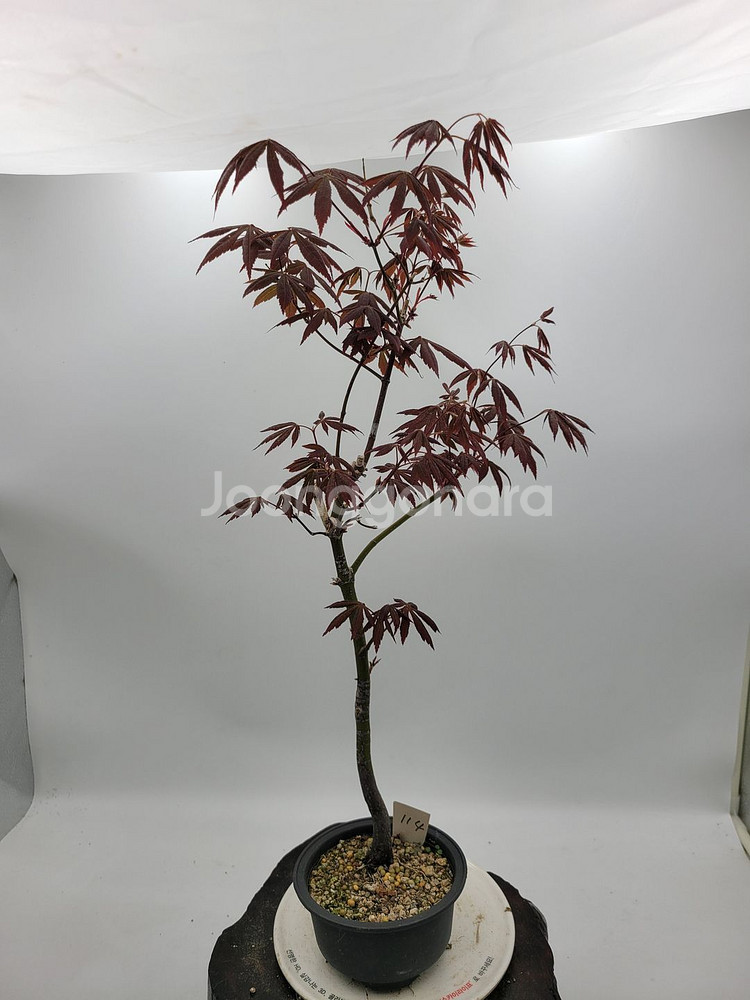 단풍나무 인테리어식물 카페화분 분재 정원수 토종식물농장--0