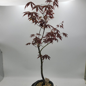 단풍나무 인테리어식물 카페화분 분재 정원수 토종식물농장