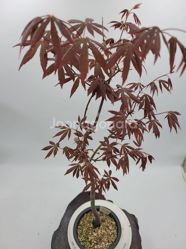 단풍나무 인테리어식물 카페화분 분재 정원수 토종식물농장--1