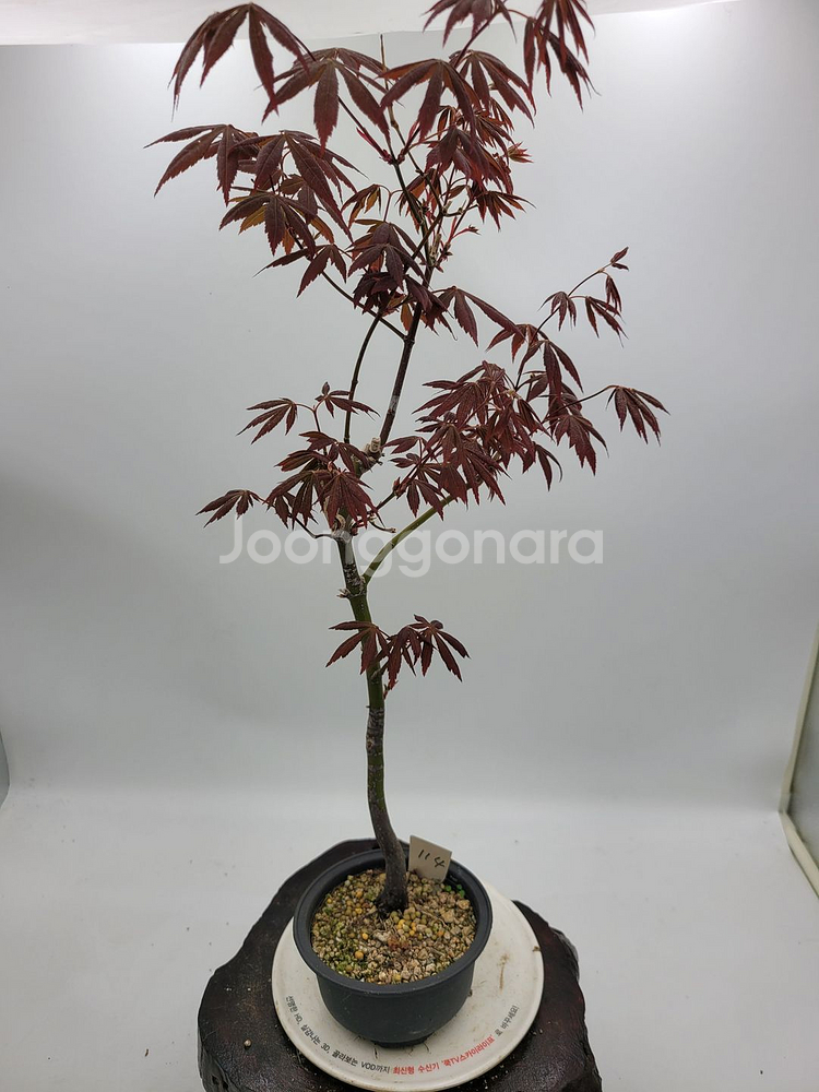 단풍나무 인테리어식물 카페화분 분재 정원수 토종식물농장--2