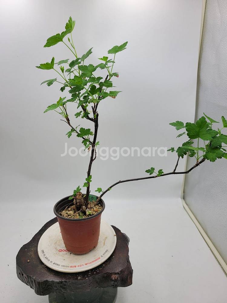 까마귀밥여름나무 화분 정원수 인테리어식물 분재--0