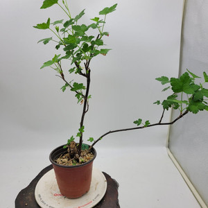 까마귀밥여름나무 화분 정원수 인테리어식물 분재